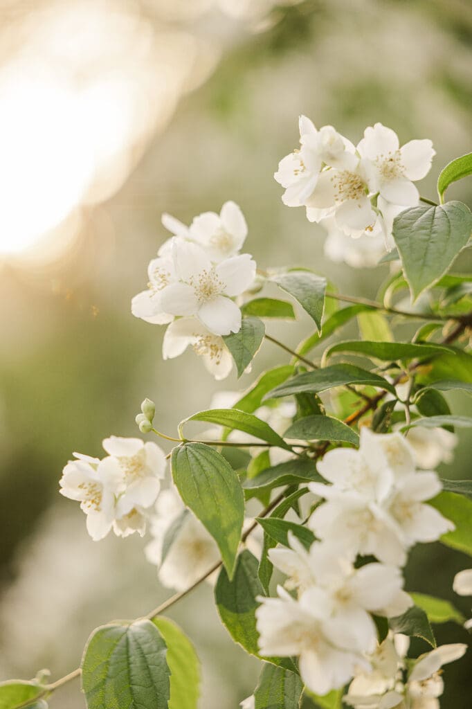 White climbing roses in golden sunset light at an outdoor Atlanta Georgia wedding. 