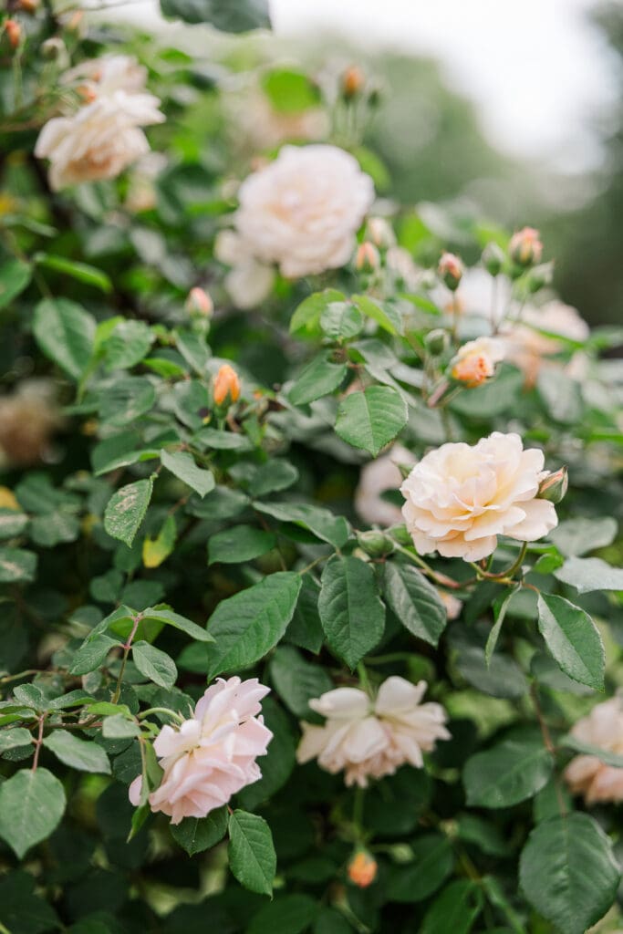 Soft peach garden roses blooming on lush green bushes at a Georgia wedding venue. 