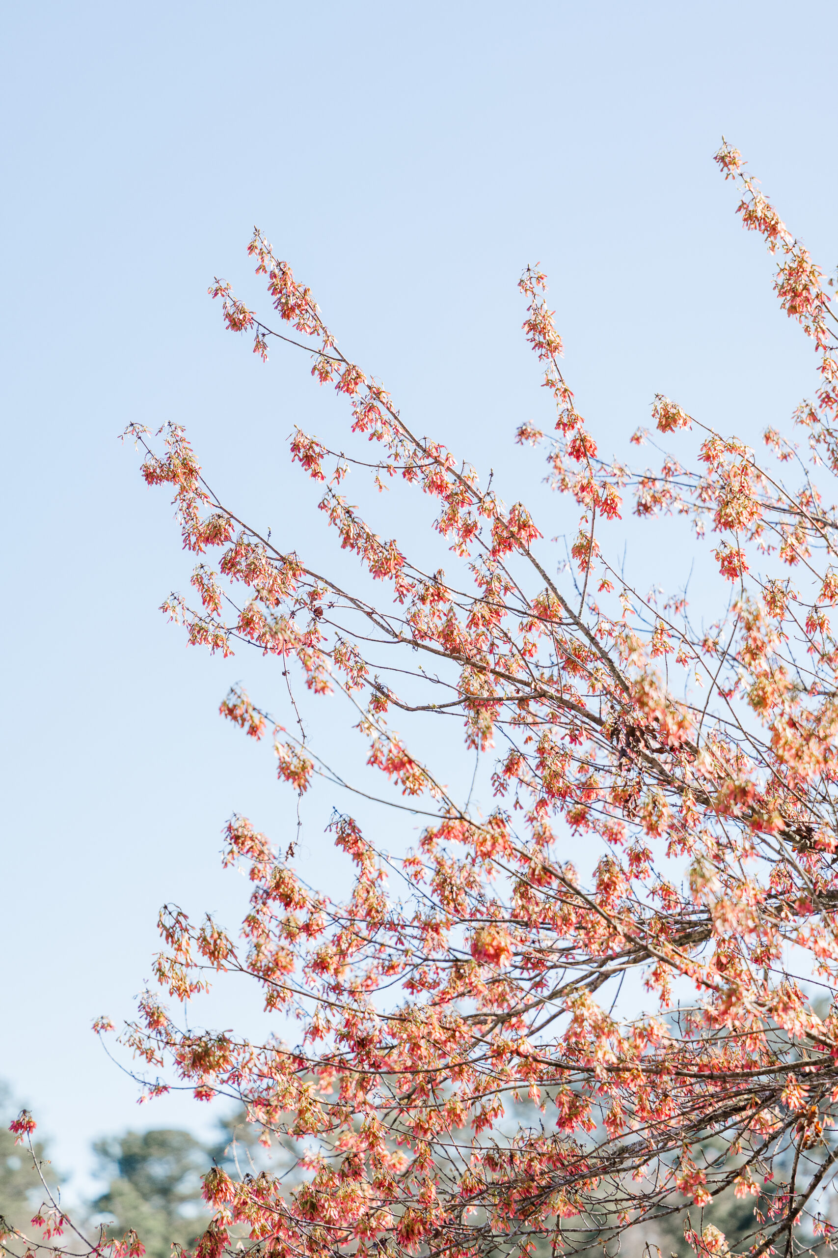 Blooming branches against blue sky at Mill Creek Pond in Alpharetta Georgia